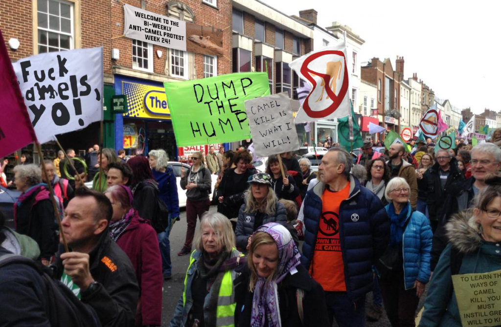 Camel Protests Ensue in Town